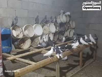 براكة حمام اغلب زاجل 3