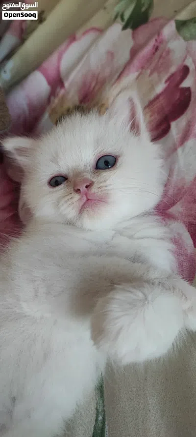 صغار الهملايا ذكر 3