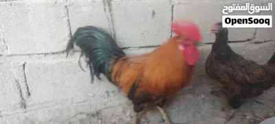 يالله ديج ودجاجه جواهه افراخ اثنين ابصحه جيديه وخير من الله دجاجه الله شاهد وهيه امكركه اتبيض وبياضه 4