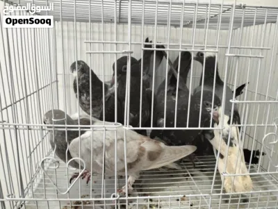 حمام عاديات للبيع 2