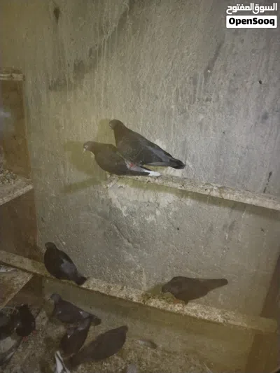 حمام لوت للبيع الزوج 10 4