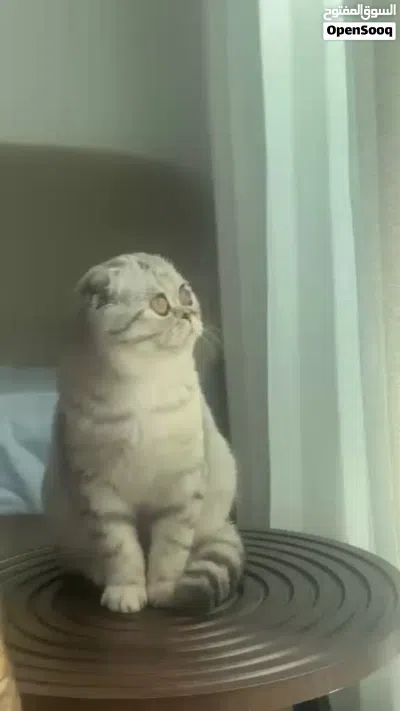 قطه انثى سكوتش فولد 4