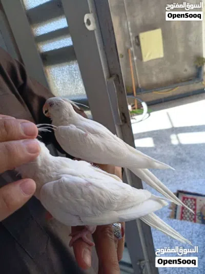 زوج كوكتيلات البينو ربه طينه عمر 4 اشهر يطلع خارج منزل وين ماتروح وراك تصيحله يجيك 4