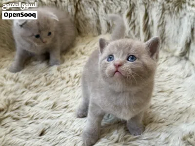 Scottish fold & British shorthair lilac, light gray 2