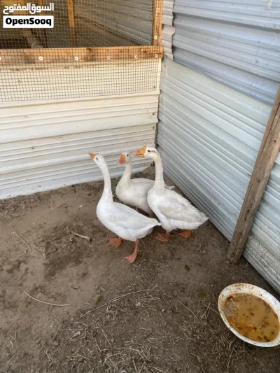طيور إوز للبيع 2