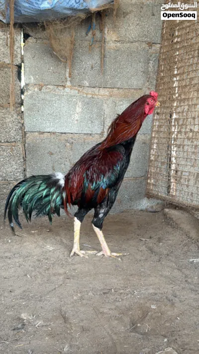 دياكة باكستانية على مستوى 3