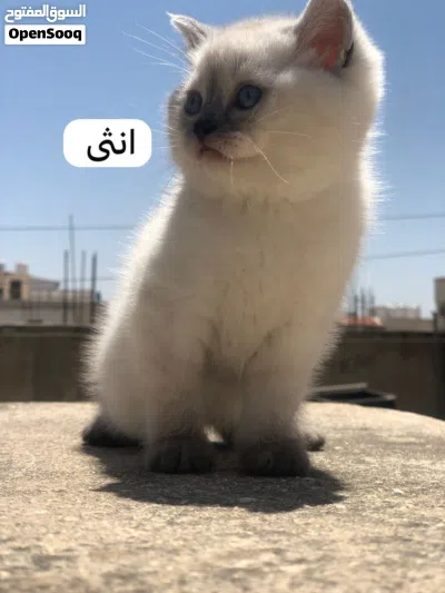 سكوتش ستريت 3