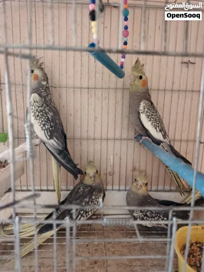 اربع مخاليف كوكتيل عمر شهرين 3