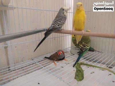 birds with cage and 2 months of food 3