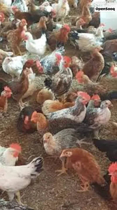 دجاج وفراخ بلدي 2