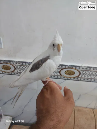 طائر الكوكتيل للبيع 2