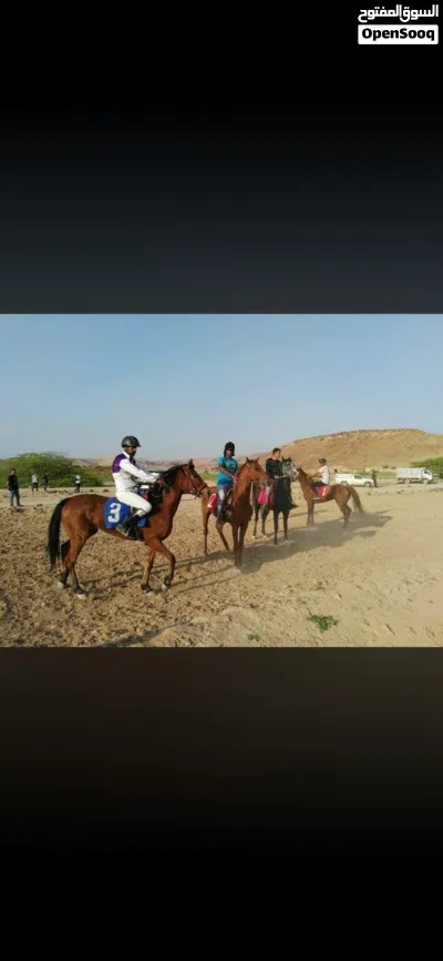 فرس انجليزيه من الطراز الذهبي 2