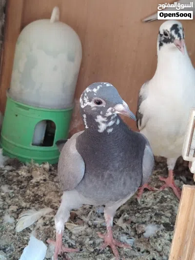 زواجل مخاايف ولوت وتك فحل ستلايت 3