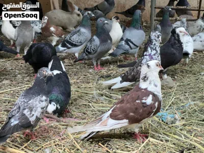 للبيع مجموعة حمام مختلف الانواع زاجل باكستاني شمسي هجين عماني وانوع أخرى كثيرة والجميع بصحة ممتازة 3