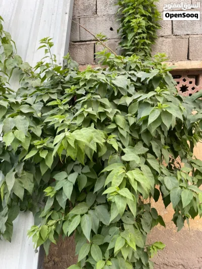 بيت طابقين بل قيله 3