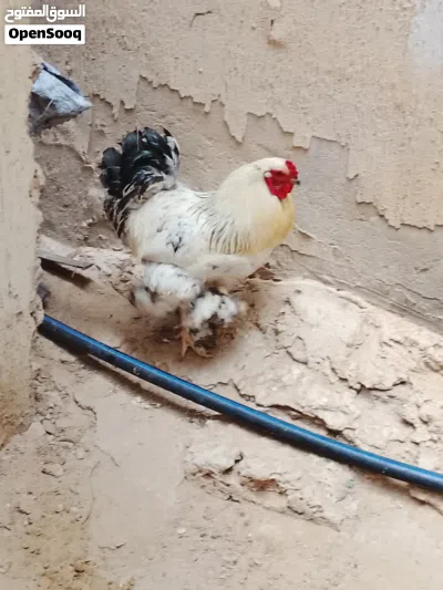 فروج براهما 4