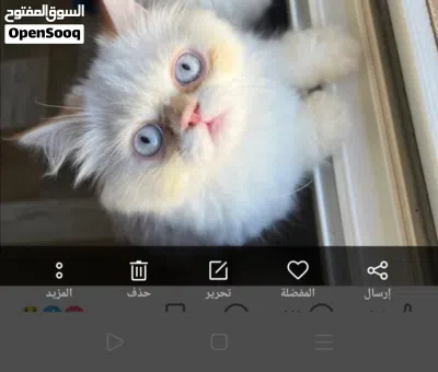 قط هيمالايا اورنج زورار 4