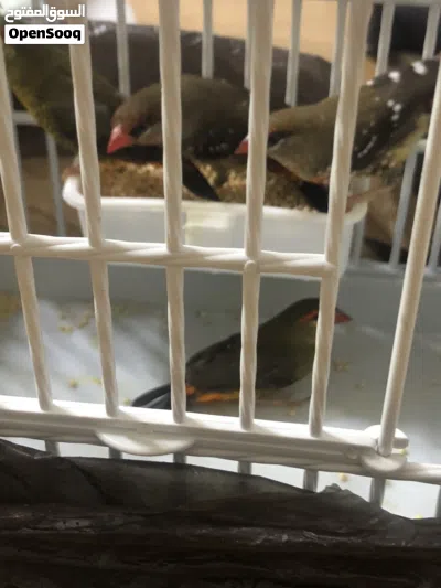 طيور واكس بل وطيور فراوله فينش 3