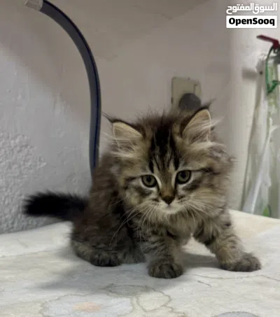 Adorable 2.5 Month-Old 5 Kittens Seeking Their Forever Homes 4