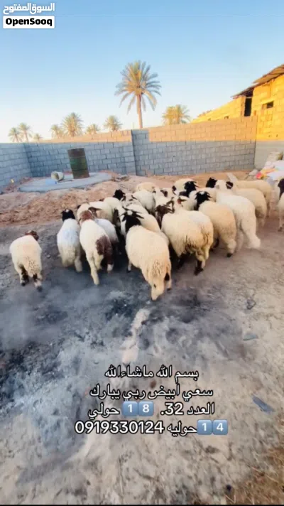 سعي بيوضي العمر 4 شهور 2