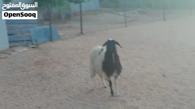 فطيمه وطنيه الله يبارك عمرها ف6شهور ونص سليمه من الامراض سلاله ربي يبارك.... 3