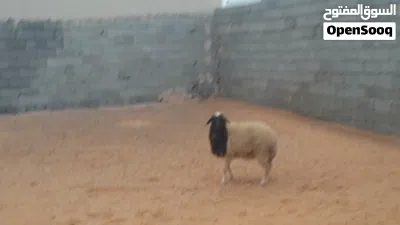 فطيمه وطنيه مشالله سلاله تبارك الله عمرها ف7شهور.. 3