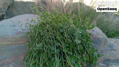 جواني سعتر عماني 3