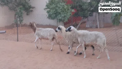 3نعاج وطنيات الله يبارك عشار بادن الله سنهم زوز رباع خوات توميات والحمراء جامعه سليمات من اي عيب .. 3