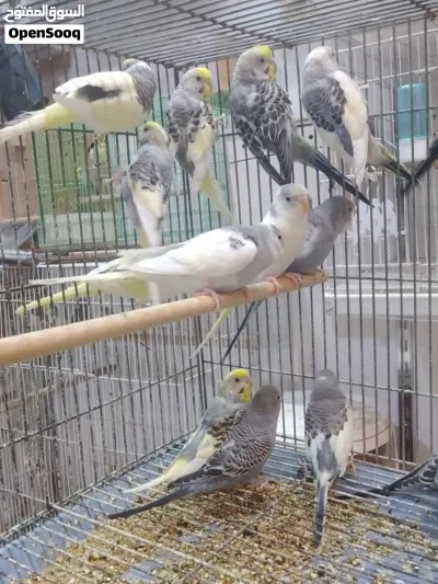 متاح طيور حب شكري برصاص وتركيب شكري 2
