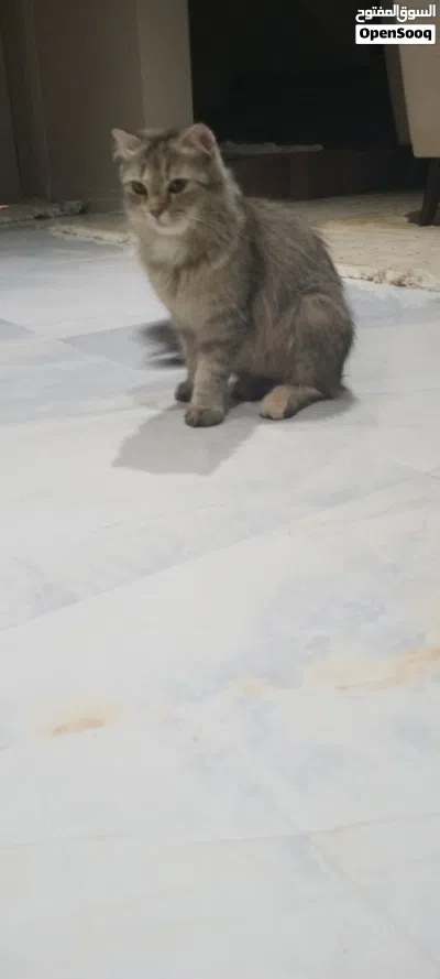 قط نصف شيرازي انثى 2