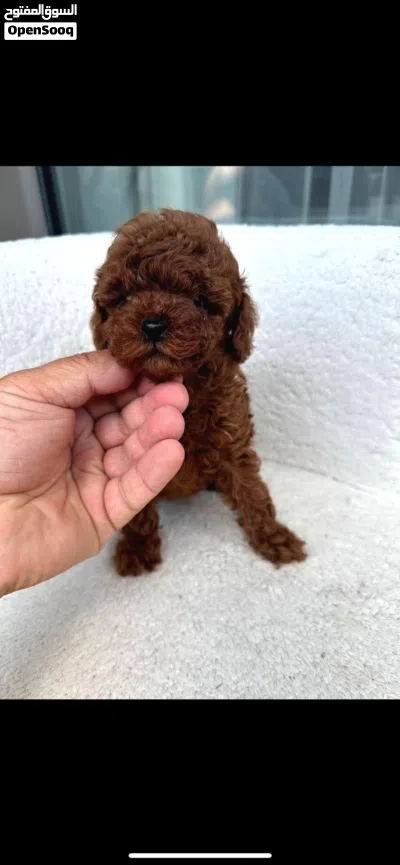 korean toy poodle T_cup 2