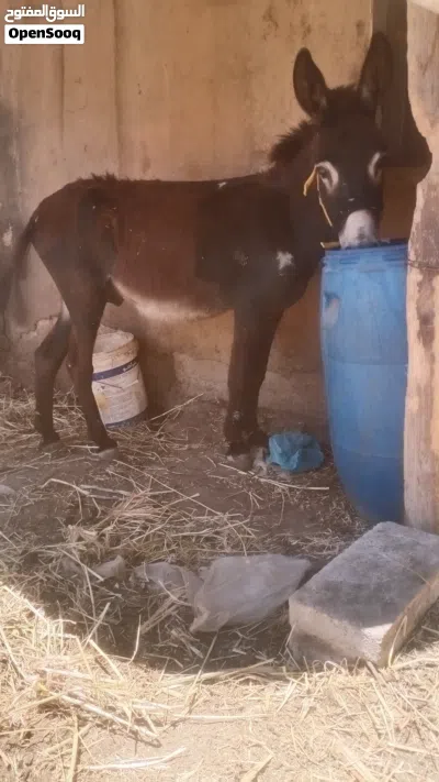 حمار فحل للبيع نخب اول العمر 4سنين 2