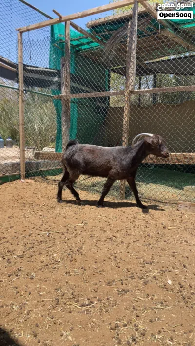 عنز من حلال السرح 2