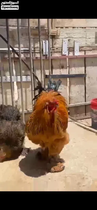 جاج براهمي نخب جاجتين وديكين 2