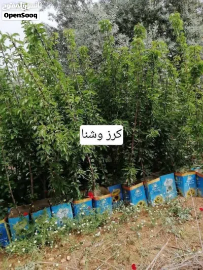 إذا كنت بدك تغرس تعبك بثمار مضمونة... إحنا جاهزين نوفرلك ياها 2