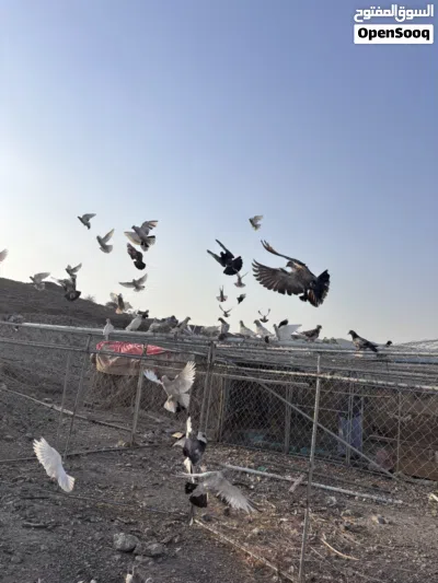 حمام للبيع شوف الواصف مهم جداااا 3