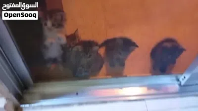 قطة لل تبني 2
