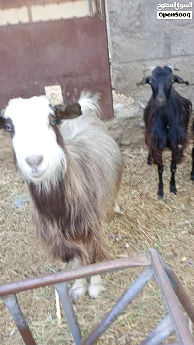 شاة سمينه تصلح للذبح والتربية طعام المزرعه فقط 3
