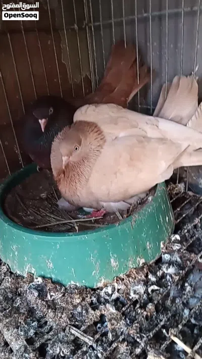 جوز بهلوان ارضى منتج بفروخة ما شاء الله 3