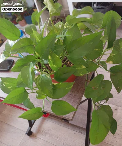 Bushy indoor plants 2