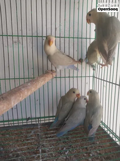 انتاج بركدلو 3