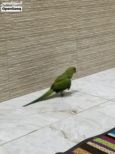 للبيع ببغاء أليفة 3