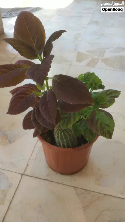 نباتات داخلية وخارجية وصباريات وعصاريات 2