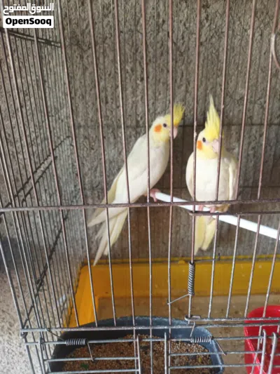طيور كوكتيل مخاليف 2