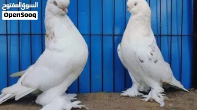 حمام للبيع 3