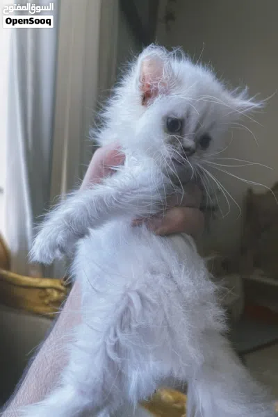Himalayan Femaleهيمالايا انثى 4
