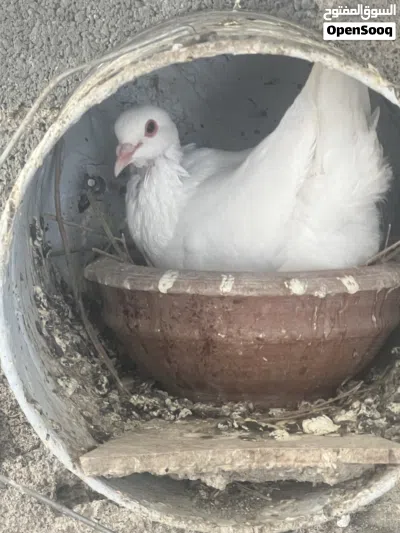حمام لاحم فرنسي بيور 3