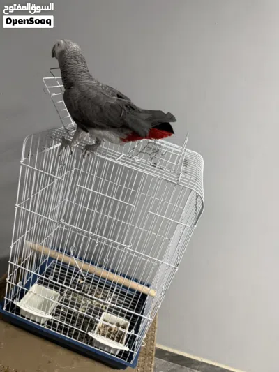 ببغاء زنجباري ماشالله 2