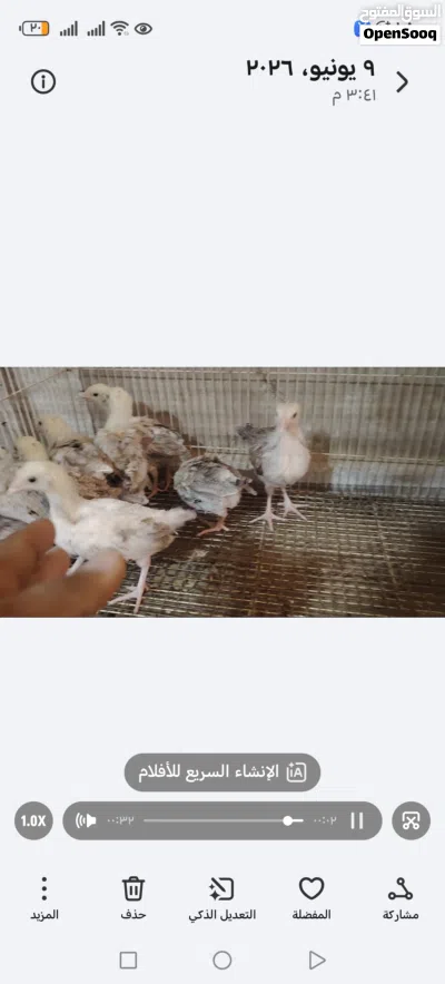 سلام عليكم متاح افراخ كويتي دندراوي فاتح قليل اكثر شوكي تمري 4