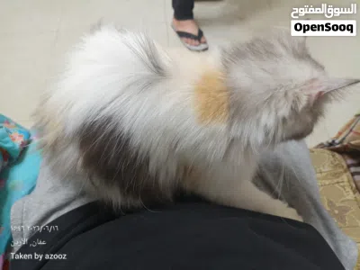 قط شيرازي اليف جدا للبيع 4